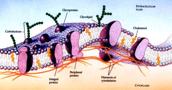 Cell Membrane showing Glycoproteins