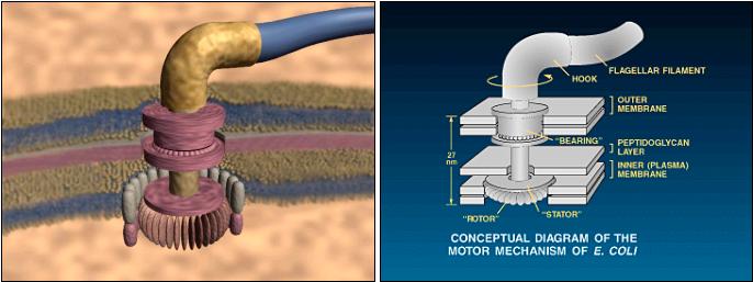 The Bacterial Flagellum