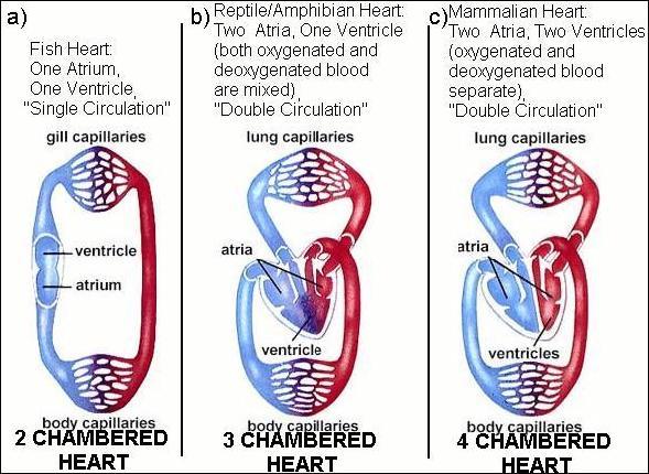 ideacenter 2-chambered, 3-chambered hearts