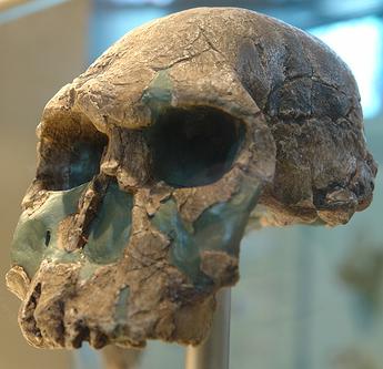 Homo habilis skull