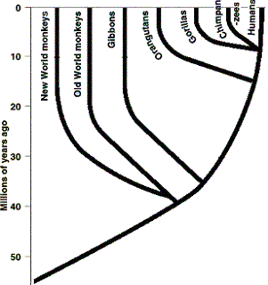 Homind Phylogeny