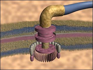 flagellum.jpg