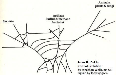 Tangled Thicket in the Tree of Life