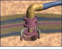 The bacterial flagellum