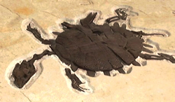 110 Million Year Old Sea Turtle Exemplifies Stasis