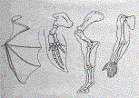 Similarities in Vertebrate Limbs