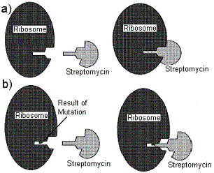 Antibiotic Resistance.  From <i>Not By Chance!</i> by Lee Spetner